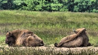 Das Wisent  European bison [upl. by Malin689]