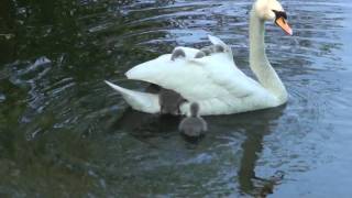 Baby swans Cygnets hitching a ride off mum Part 1 of 2 RARE FOOTAGE [upl. by Heber839]