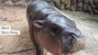 Thailand’s Celebrity Pygmy Hippo MooDeng Gets Extra Security After Harassment [upl. by Monro]