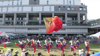 【4K】ど～んと Coco de 踊らん会Ebinaよさこい2024夏三部 [upl. by Anaugal]