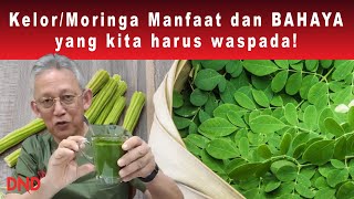 AWAS KELORMORINGA Manfaat Dan Bahaya Yang Kita Harus Waspada [upl. by Anelhtac]