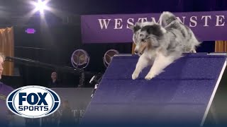 Bee the Shetland Sheepdog wins the 16quot class at the 2022 WKC Masters Agility  FOX Sports [upl. by Alliuqat]