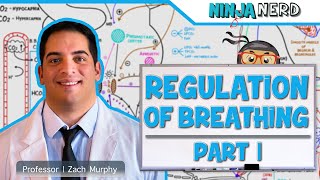 Respiratory  Regulation of Breathing Respiratory Centers Part 1 [upl. by Atal492]