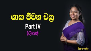 ශාක ජීවන චක්‍ර  Shaaka Jeewanachakra  Plant life cycles  Episode 04  Cycas  Thenu miss [upl. by Havens]