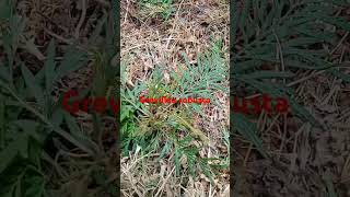 Grevillea robusta plant in my garden gardening kitchengarden farming [upl. by Aniratac714]