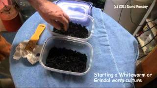 Starting White worm and Grindal Worm Culture part 1 [upl. by Lynch]