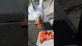 Cutting My Pet Seagulls Salmon Extra Small [upl. by Zsolway]