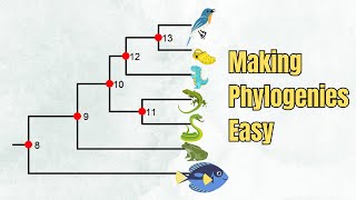 How To Read A Phylogenetic Tree  Introduction  5 Exercises [upl. by Lewak]