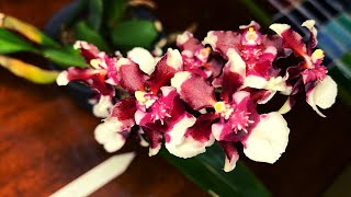 Plant Orchid Care  Oncidium Heaven Scent Redolence Chocolate Scented [upl. by Eiggam272]