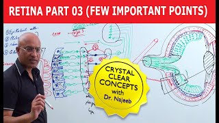 Retina  Few Important Points  Part 3 [upl. by Ecnarolf]