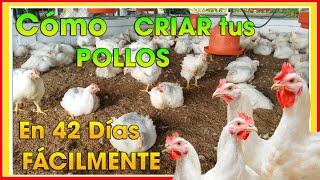 CÓMO criar POLLOS de engorde en 42 días ǀ Ing Jannin Hernández Blandón [upl. by Velick227]