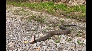 Snake Road Spring 2019  All The Cottonmouth Snakes [upl. by Zurc]