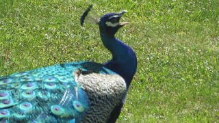 Amazing Peacock Screaming Compilation Peacock Calls [upl. by Enaht209]