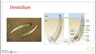 Classification of Phylum Mollusca  Class Scaphopoda [upl. by Lonnard180]