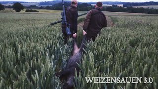 Weizensauen  Chancen nutzen  Jagdkrone [upl. by Nongim]