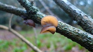 Jelly Ear Auricularia auriculajudae for dinner [upl. by Inafets]