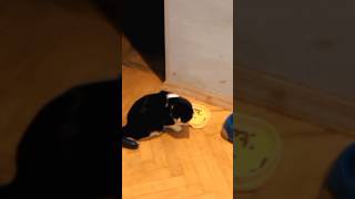 Never do this to your own cat shorystrendingviralvideoyoutubeshortsfact [upl. by Freddie739]