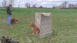 Nova Scotia Duck Tolling Retriever running AKC Master training [upl. by Caldwell]