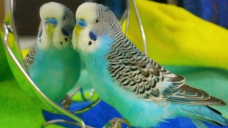 Parakeet sounds  Budgie singing to mirror [upl. by Britni]