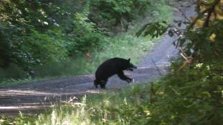 2016 Black Bear Hunt Huge coastal black bear taken by Gary and his 325 WSM [upl. by Dorren]