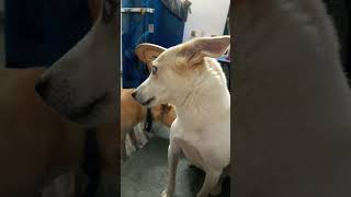 Zorro anD Arya😂😂 funny cute cutedoglover zorro arya dubbed funny shorts india [upl. by Odnam]