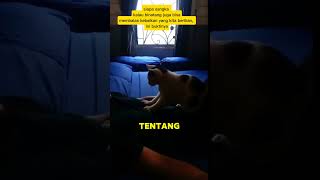 BALAS BUDI KUCING KEPADS MAJIKANNYA [upl. by Alim561]