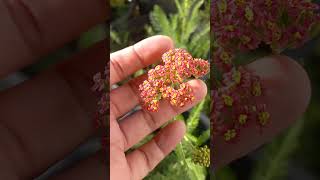 yarrow mustsee garden viral shorts [upl. by Arah313]