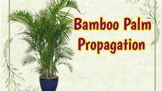 How To Propogate Bamboo Palm [upl. by Ferrigno824]