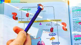 Blood Pressure Regulation Robbins pathology Hypertension pathology Blood vessels Pathology Robbins [upl. by Ihtraa]