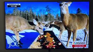 Deer Pantry makes MSNBC [upl. by Gredel]