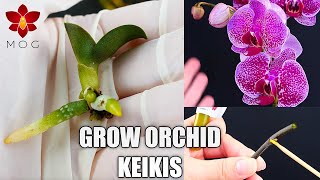 How to grow Baby Orchid Plants Keikis  Keiki Paste for Phalaenopsis  Orchid Care for Beginners [upl. by Lebazej]