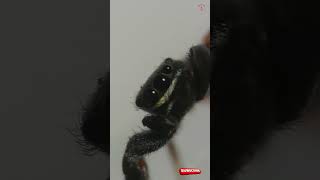 Exploring Ribbon Jumping Spider Under a Microscope [upl. by Carlson]