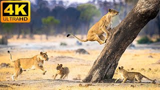 4K African Wildlife Serengeti National Park  Scenic Wildlife Film With Real Sounds [upl. by Nonohcle910]