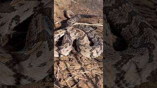 Highly venomous Juvenile Canebrake Rattlesnake snake venomoussnake rattlesnake [upl. by Oak674]