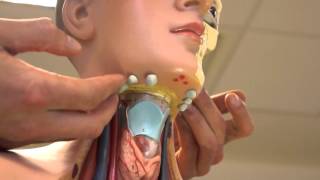 Clinical Examination  Head and Neck Lymph nodes [upl. by Atteynot]