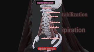 Scalene Muscle Role physiotherapymovementsstrengthpoweryoutube [upl. by Coit]