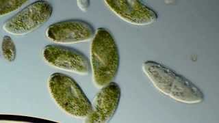 Paramecium bursaria [upl. by Atnek456]