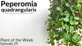 How To Care For Peperomia quadrangularis  Plant Of The Week Ep 29 [upl. by Brookes]