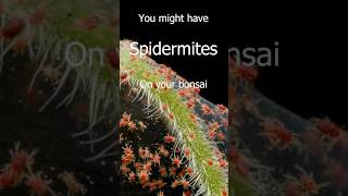 Do you have spider mites on your bonsai bonsaipests spidermites [upl. by Surbeck]