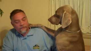 Dont Ignore a Weimaraner  Funny [upl. by Crystal]