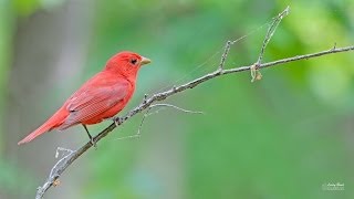 Summer Tanager [upl. by Janna]