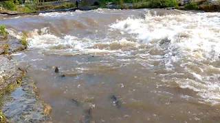 Fishing in Port Hope Salmon Run  Ganaraska River [upl. by Niveb524]