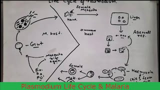 Plasmodium Life Cycle amp Malaria class 12 biology Human health amp disease plasmodium sporozoites [upl. by Ammadas98]