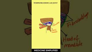 TMJ Anatomy  Temporomandibular Joint Anatomy  Jaw Joint Anatomy anatomy tmj [upl. by Yrellam]