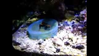 Do It Yourself DIY mandarinfish target feeder [upl. by Stepha205]