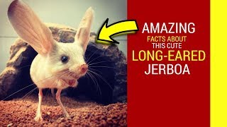 Long eared Jerboa facts for kids Amazing facts about cute Jerboa baby pet [upl. by Rori]