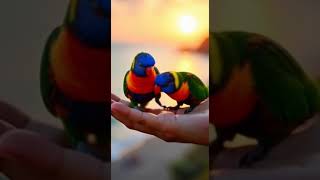 Watch the ever beautiful pair of parrots [upl. by Friedman]