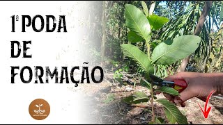 1ª PODA DE FORMAÇÃO  Como podar sua frutífera [upl. by Trellas126]