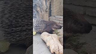 Porcupine Feeding shorts porcupine animals [upl. by Lednahs430]