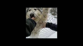 Picking up our Native American Indian Dog  Newfoundland aka St John Indian Dog [upl. by Tema]